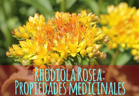 rhodiola rosea para que sirve